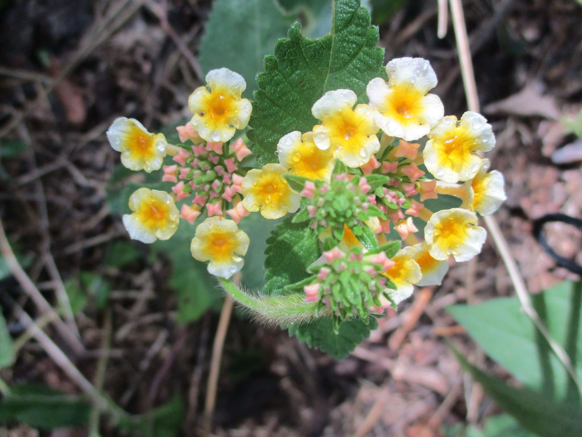 Flowers in the garden