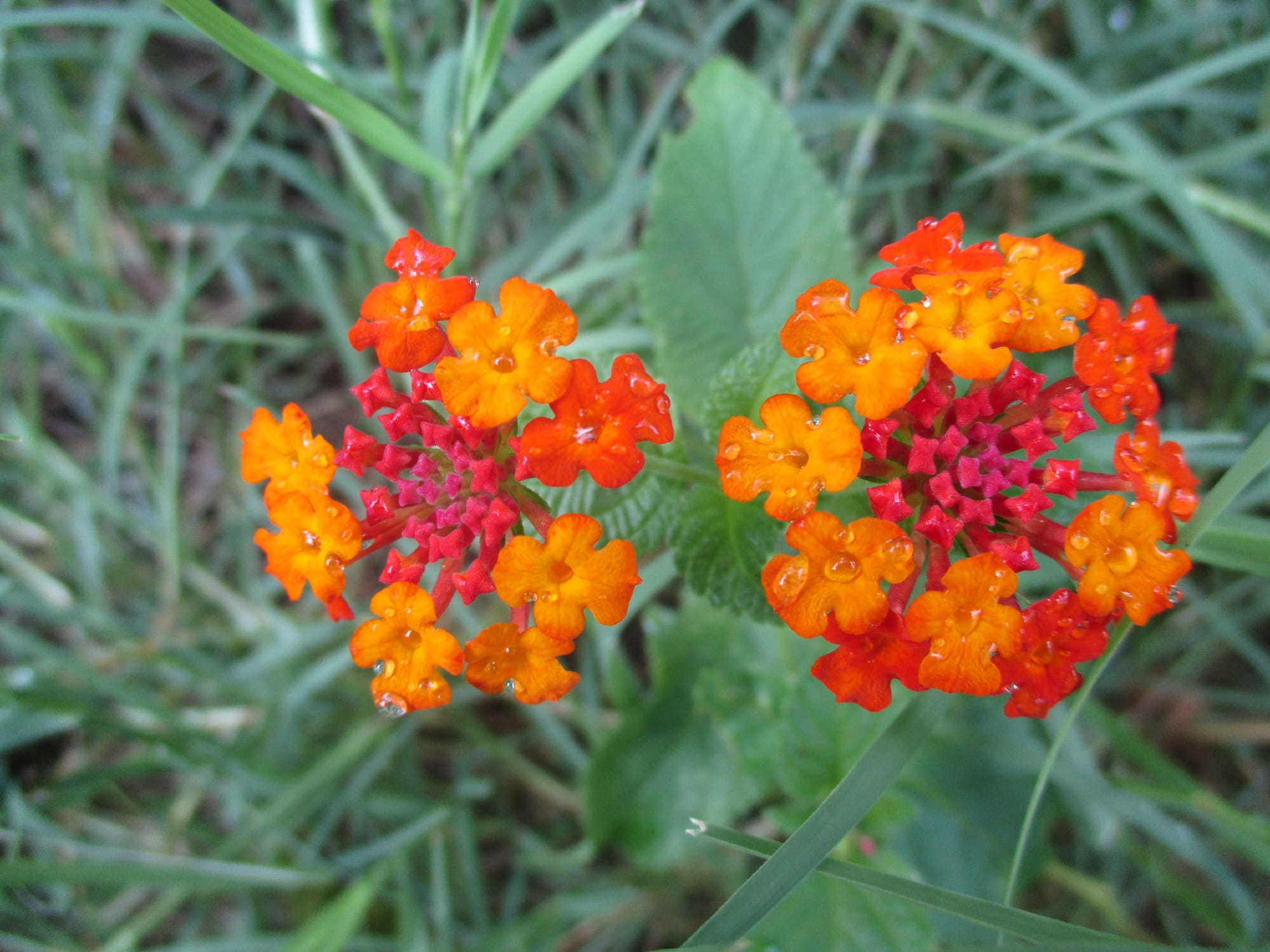 Flowers in the garden