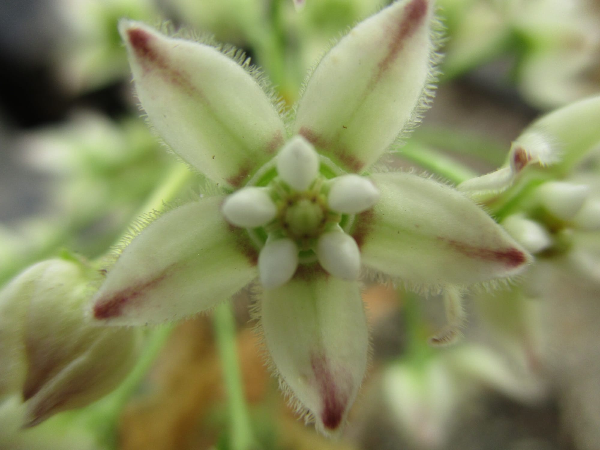 Flowers in the garden