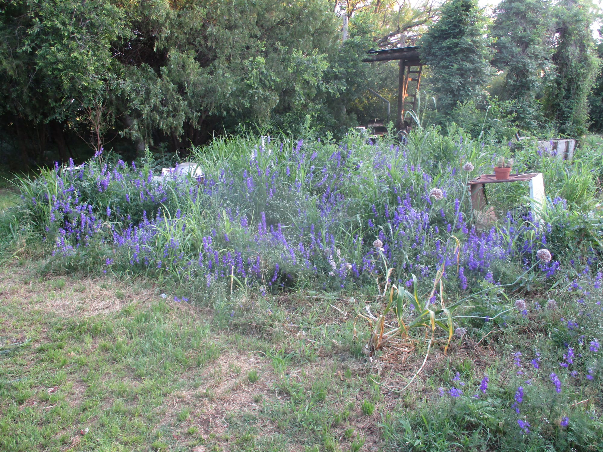 Flowers in the garden