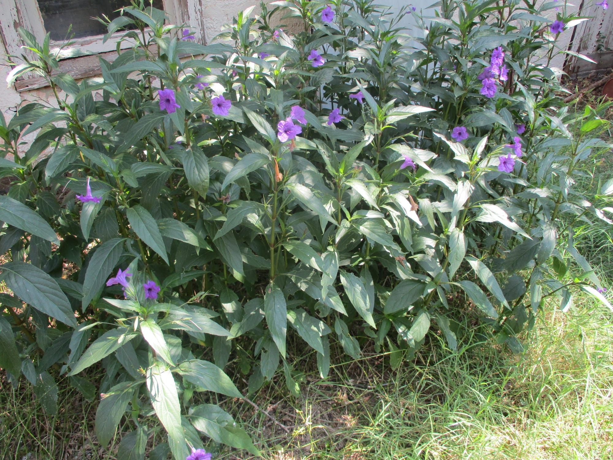 Flowers in the garden