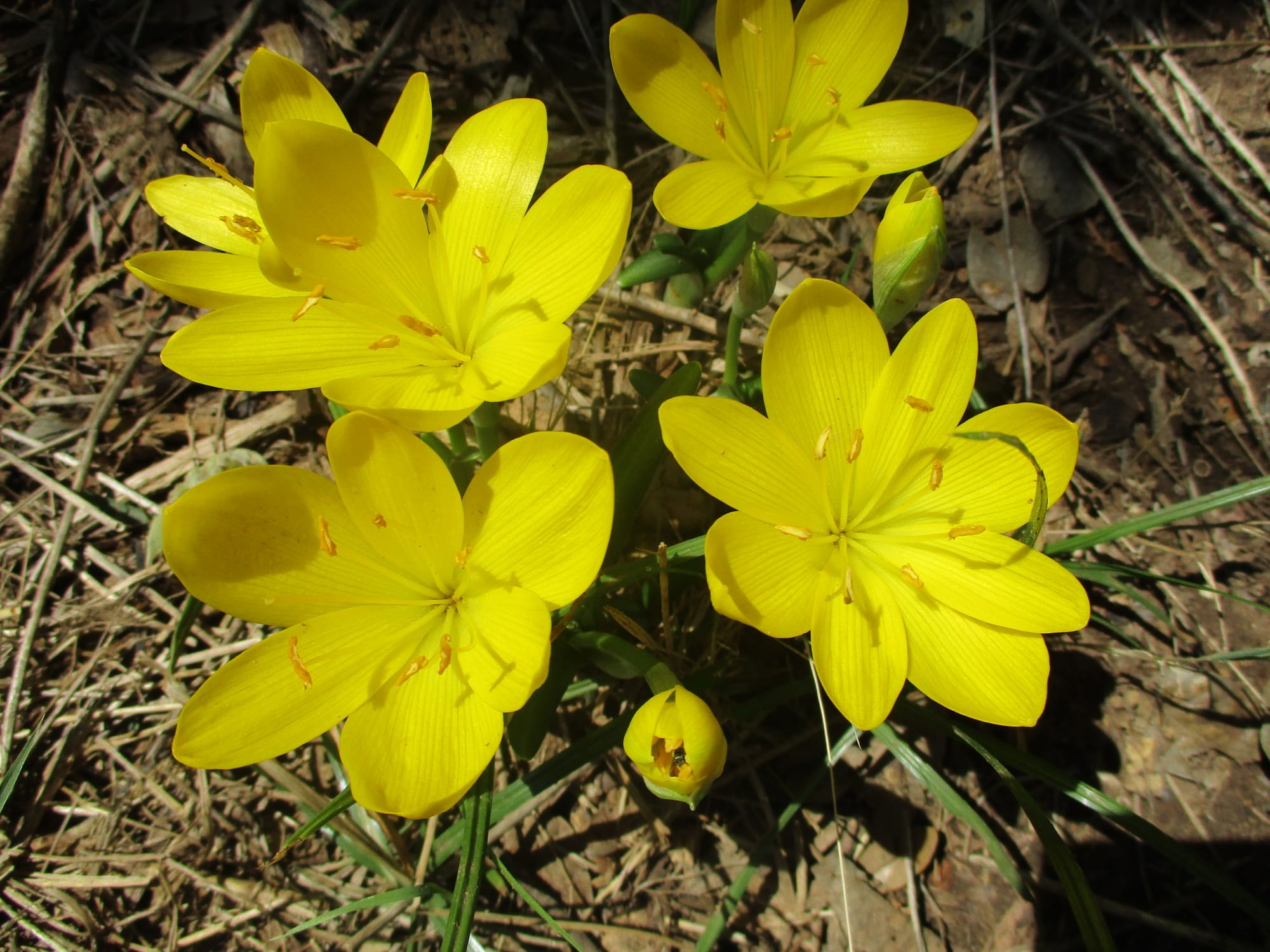Flowers in the garden