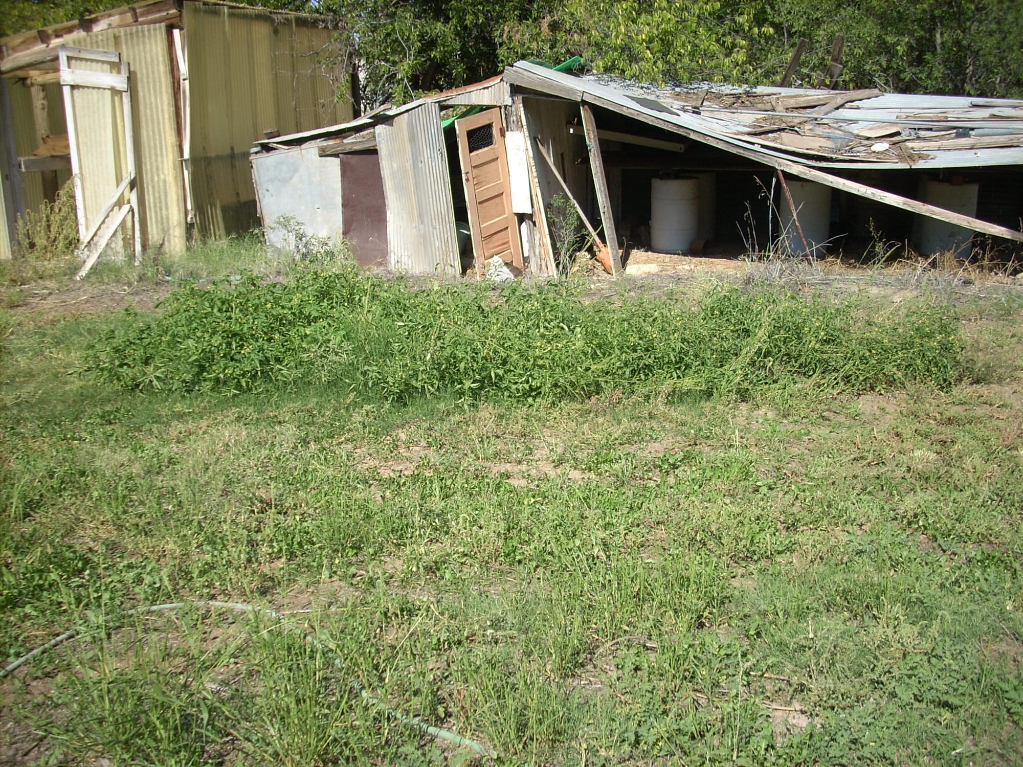 Flowers in the garden