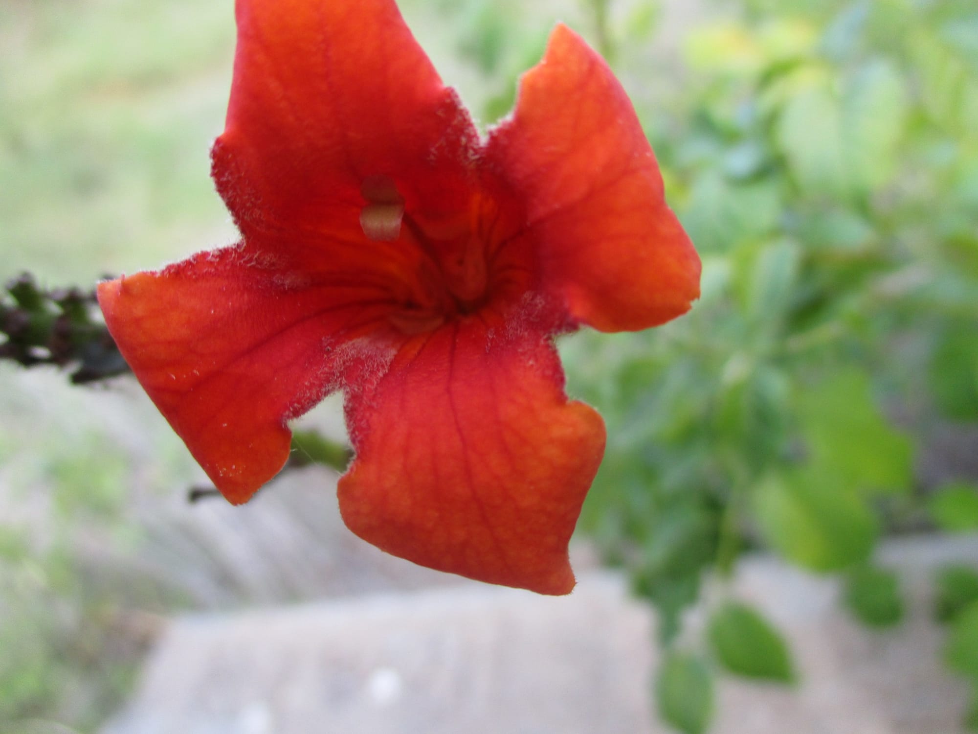 Flowers in the garden