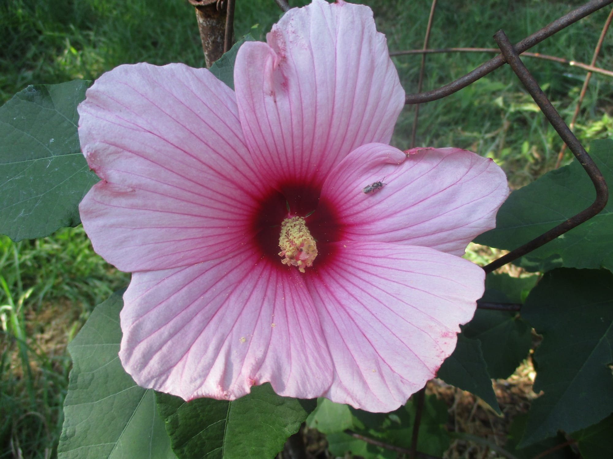 Flowers in the garden