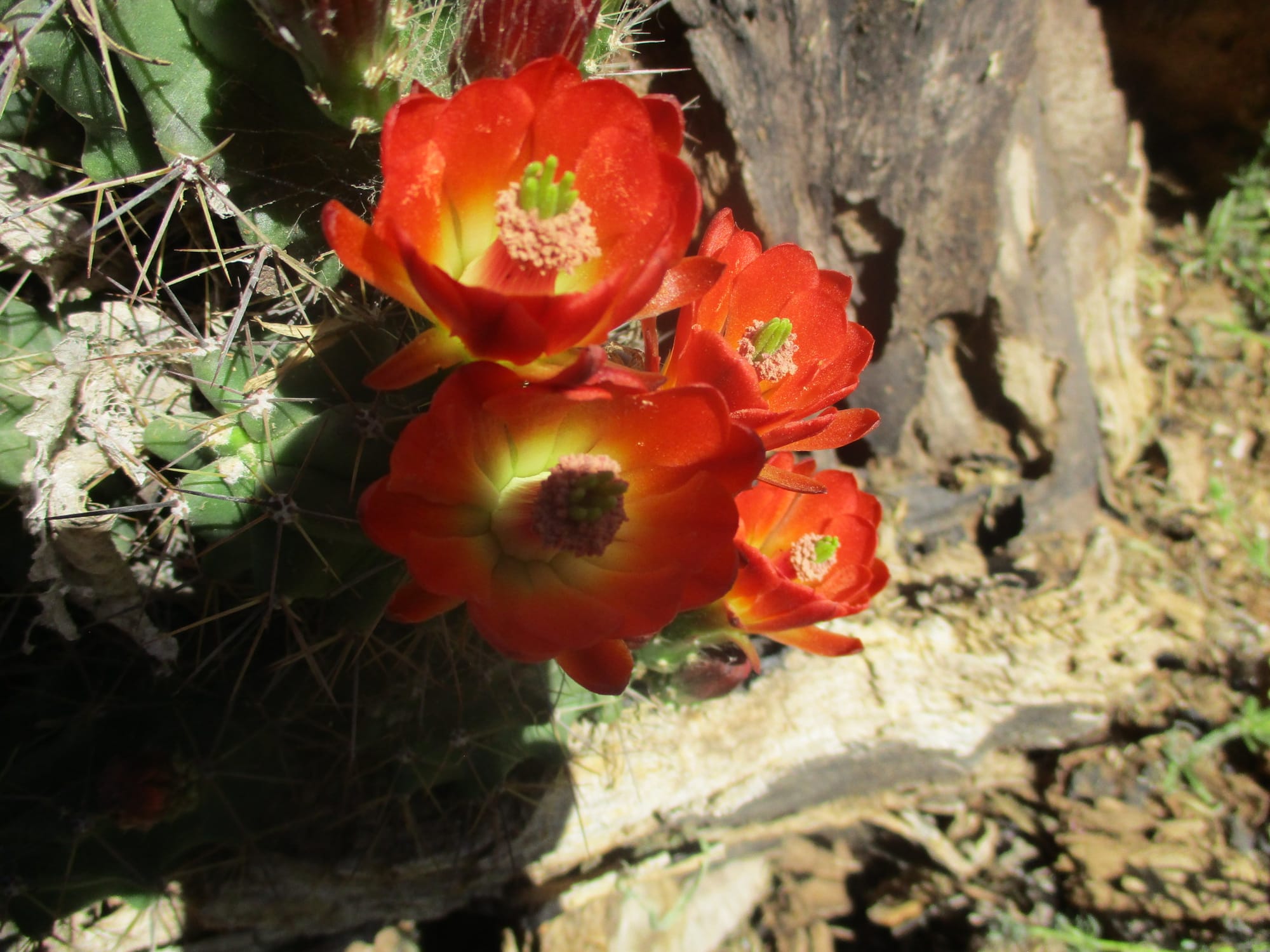 Flowers in the garden