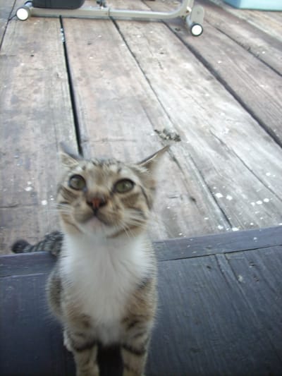 I have no tips for bloggers mine is on tumblr links here