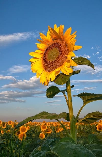 La permanencia de lo efímero