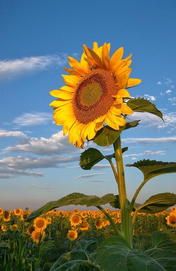 La permanencia de lo efímero