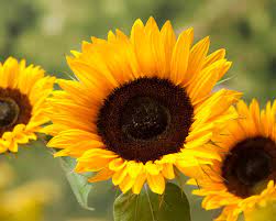 Was kann ich gegen Klimawandel tun?