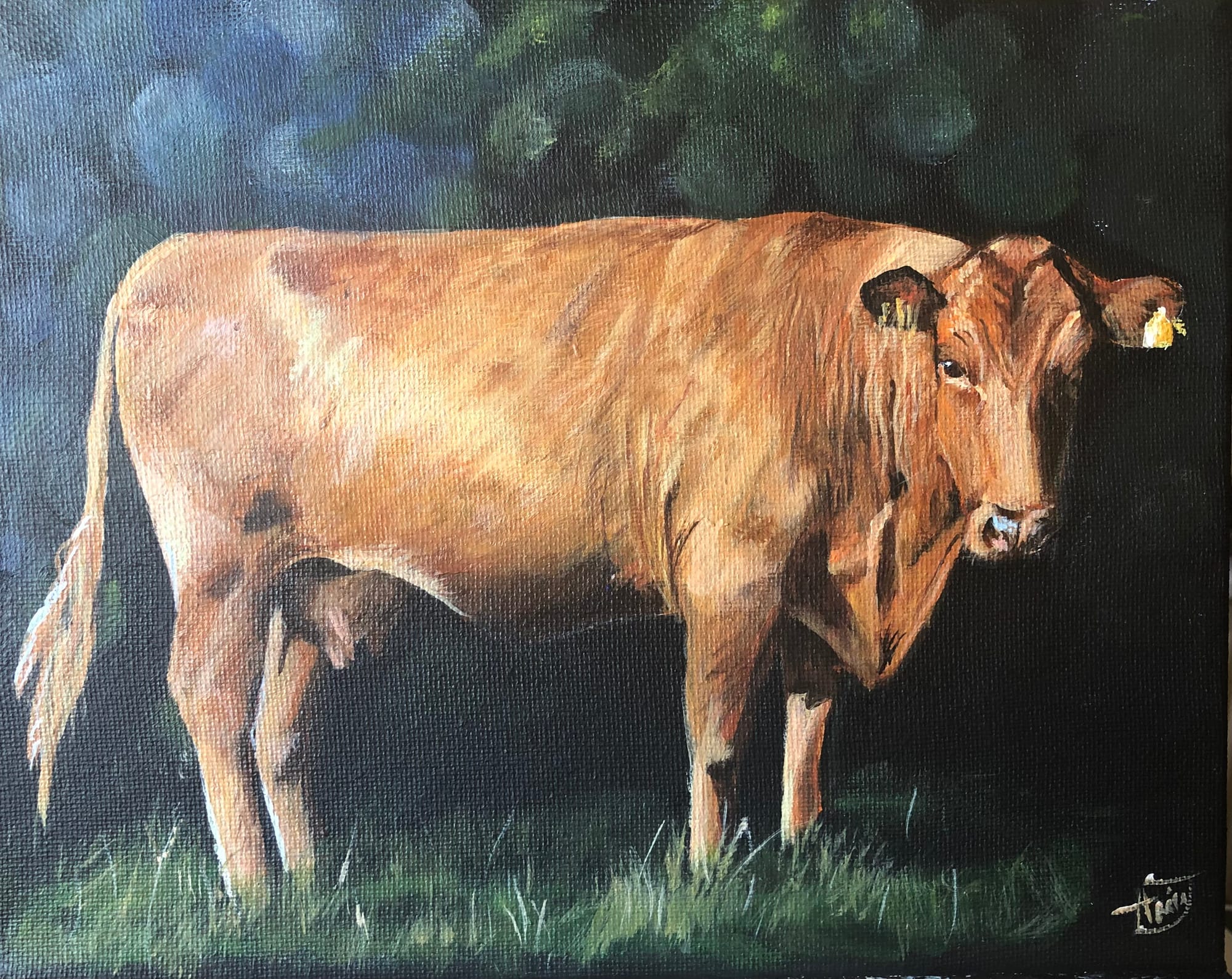 SOLD South Devon Cow