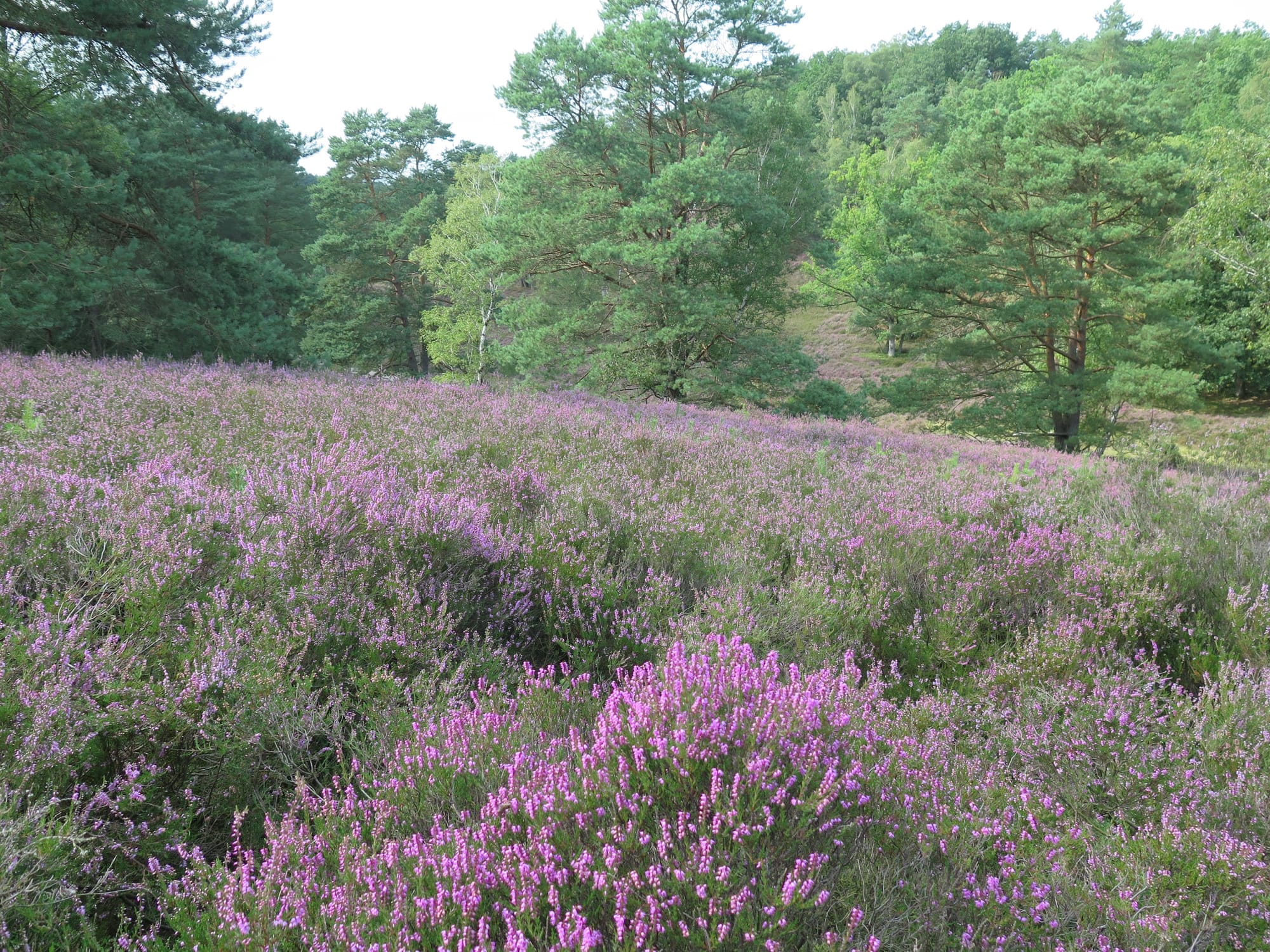 Fischbeker Heide und Deichdiele