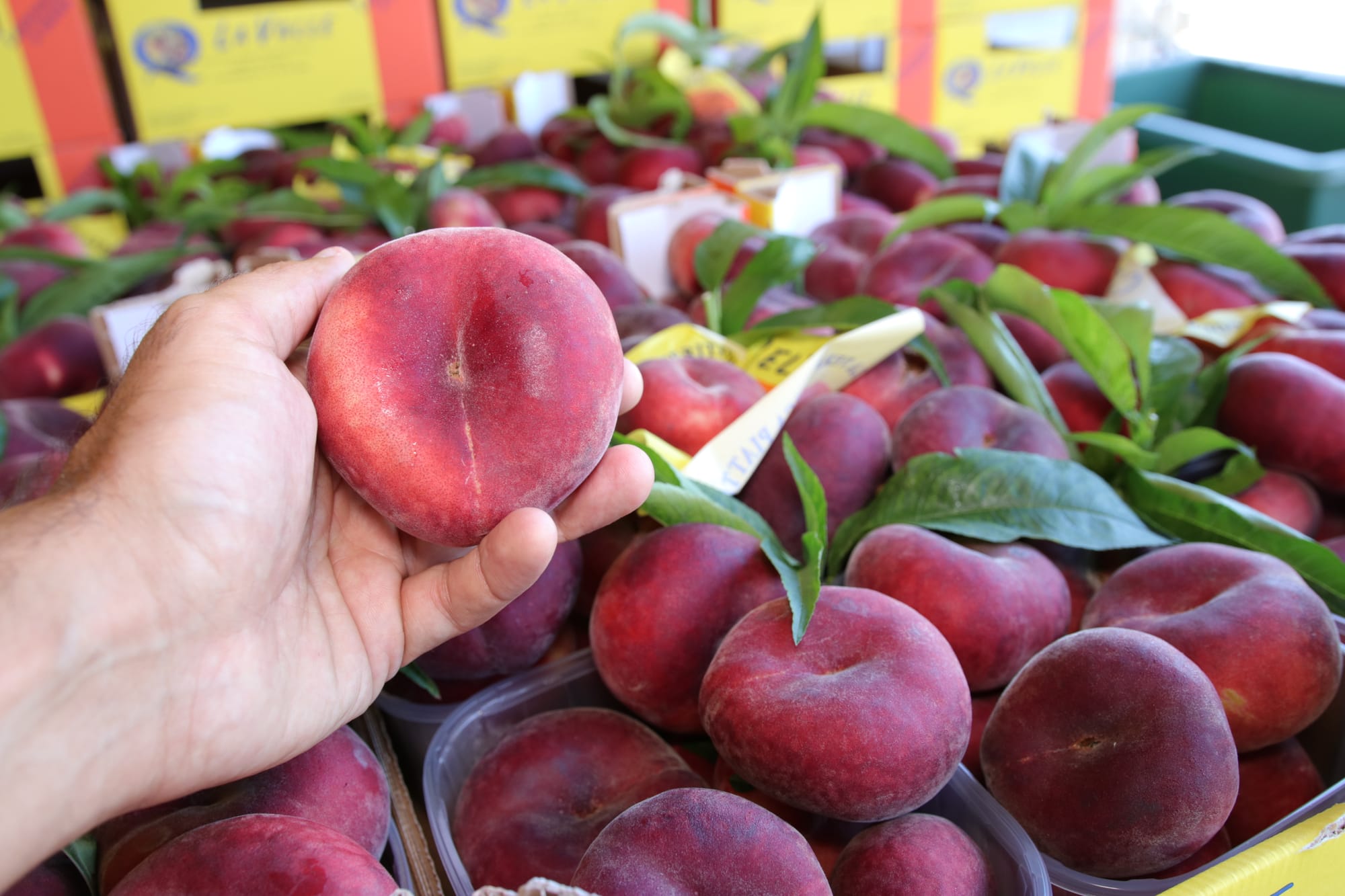 Fast food - Gourmet - Aperitivo