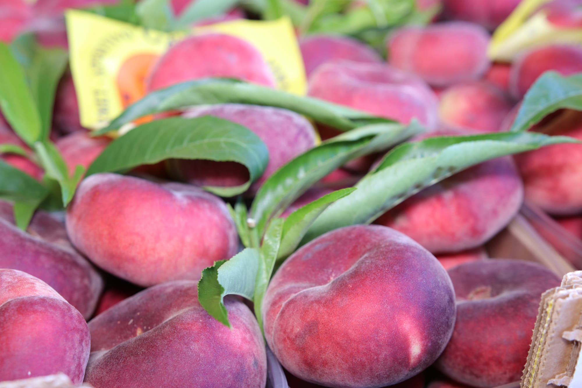 Fast food - Gourmet - Aperitivo