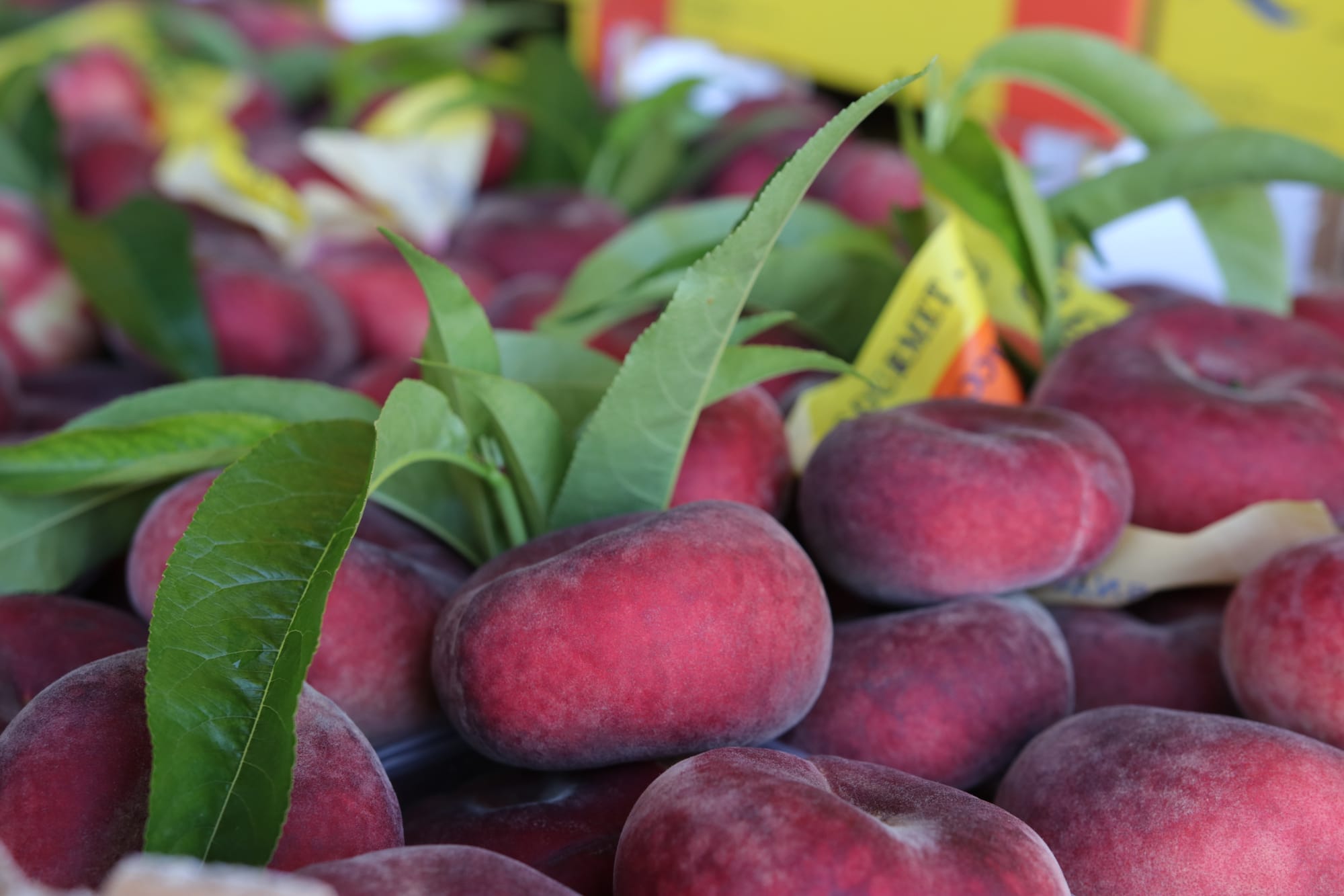 Fast food - Gourmet - Aperitivo