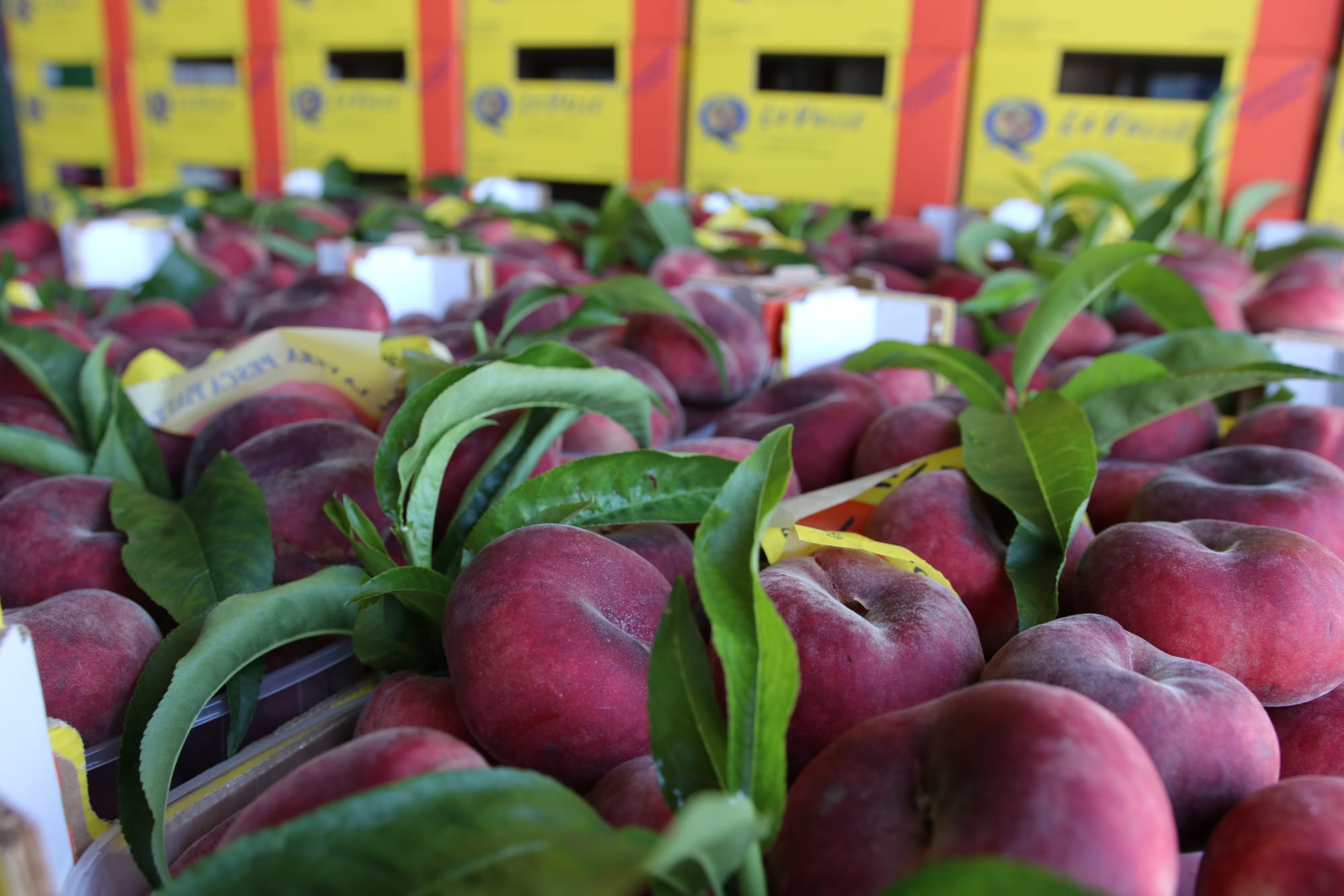 Fast food - Gourmet - Aperitivo