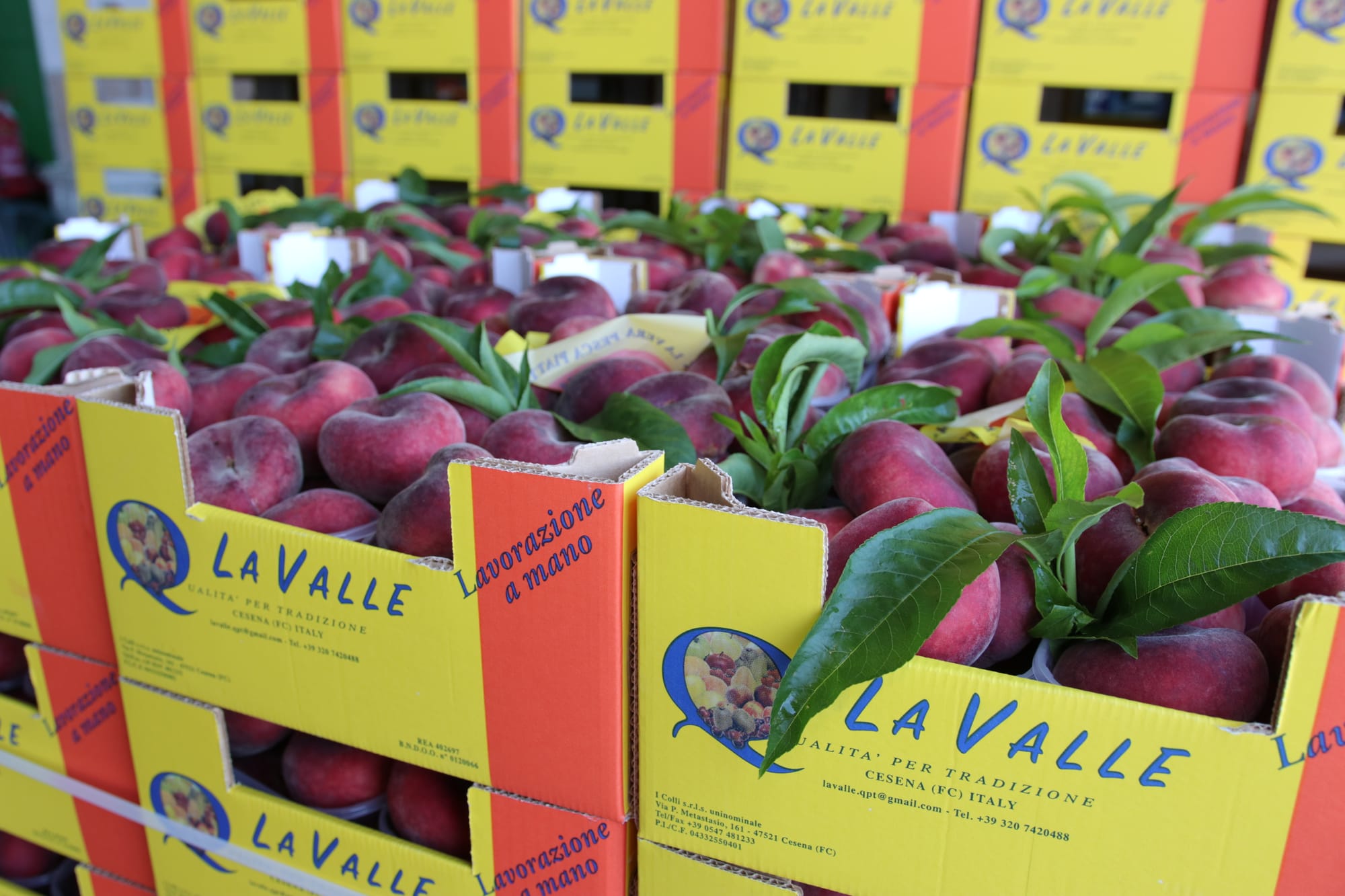 Fast food - Gourmet - Aperitivo