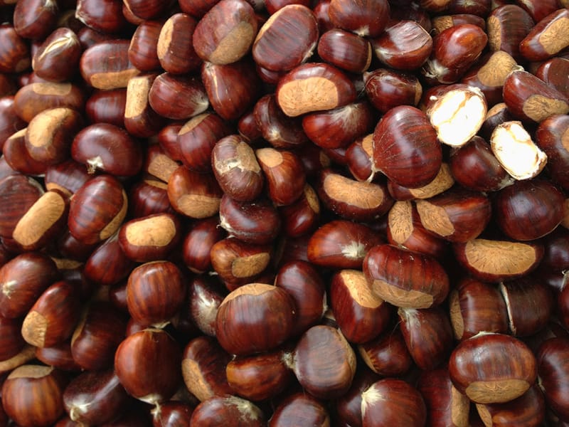 Marroni Tosco Romagnoli