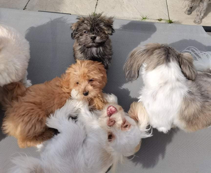 Puppy Socialization: Why, When, and How to Do It Right