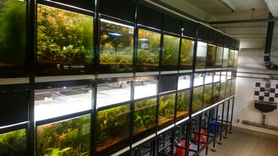 Liveblogg från Södermalms Akvarieaffär!