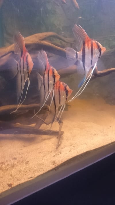 Manacapuru Redbacks