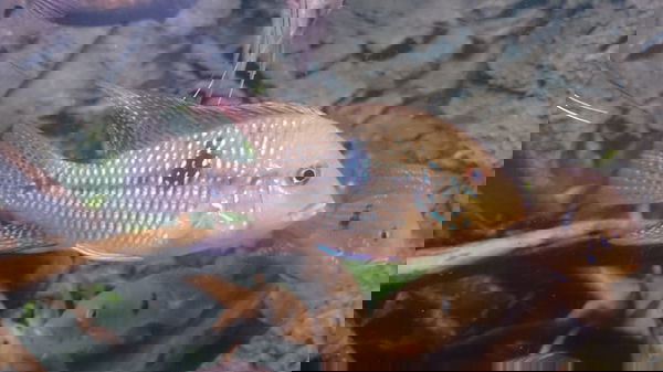 Geophagus Braziliensis