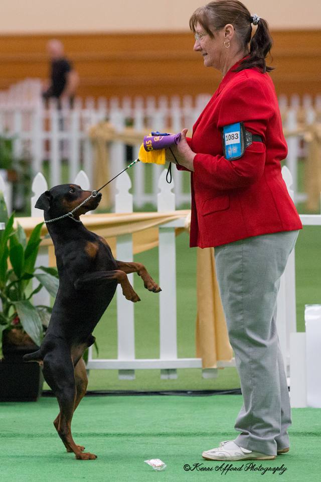 Odin- Ch. Daveren's Mythic Legend at Masterkarn (Imp USA)- standing in the challenge ring