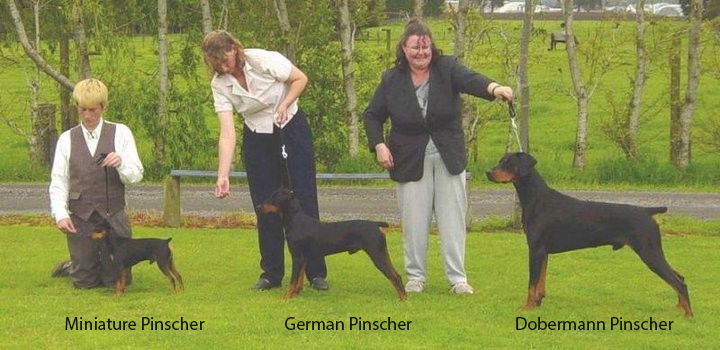 About the German Pinscher