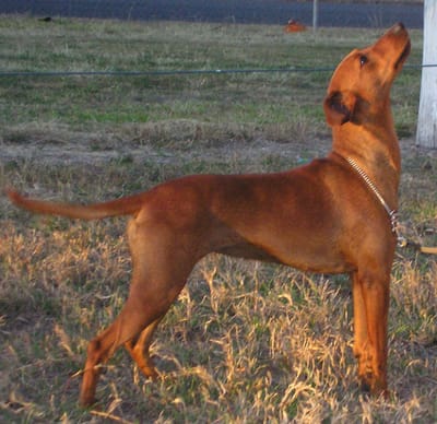 Tea' - Ch. Firedragon Dragon Dream