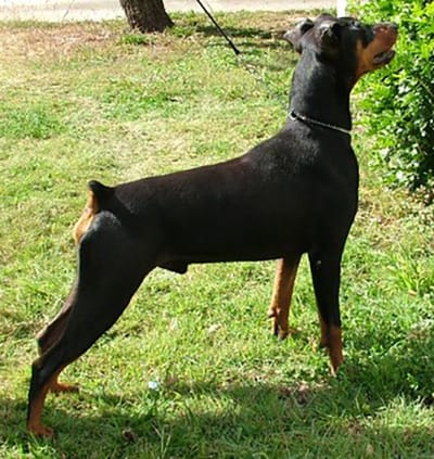 Atlas- Ch Melka Atlas at Masterkarn (Imp NZ)