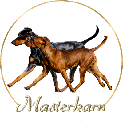 MASTERKARN German Pinscher kennel