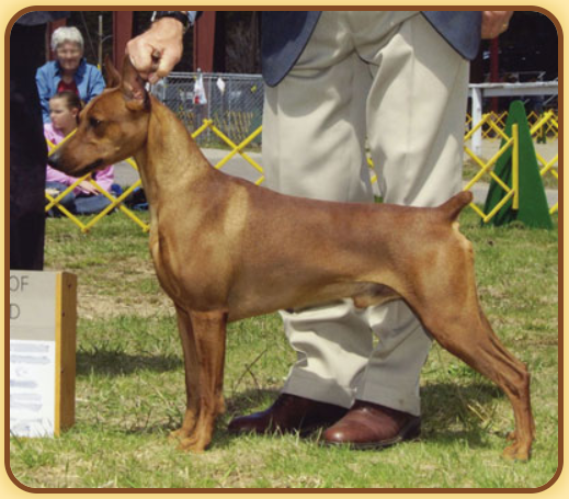 German Pinscher vs Dobermann article