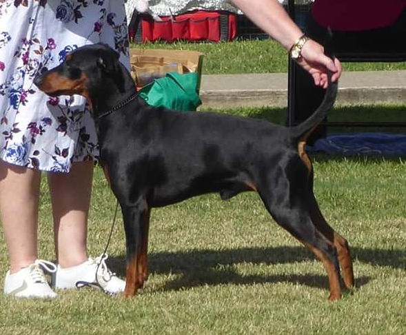 Breed Standard- German Pinscher