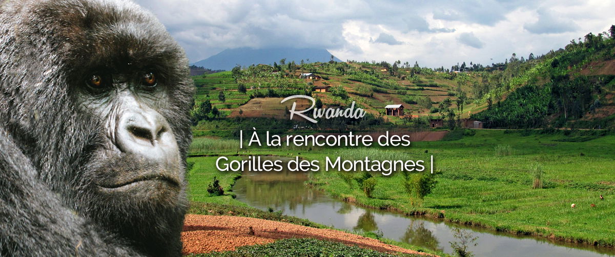 Les Gorilles de montagne...