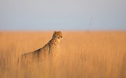 Absolute Zambia Experience