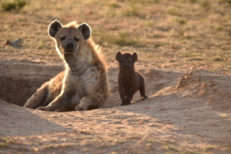 End of Year 2021 Kenya Safari