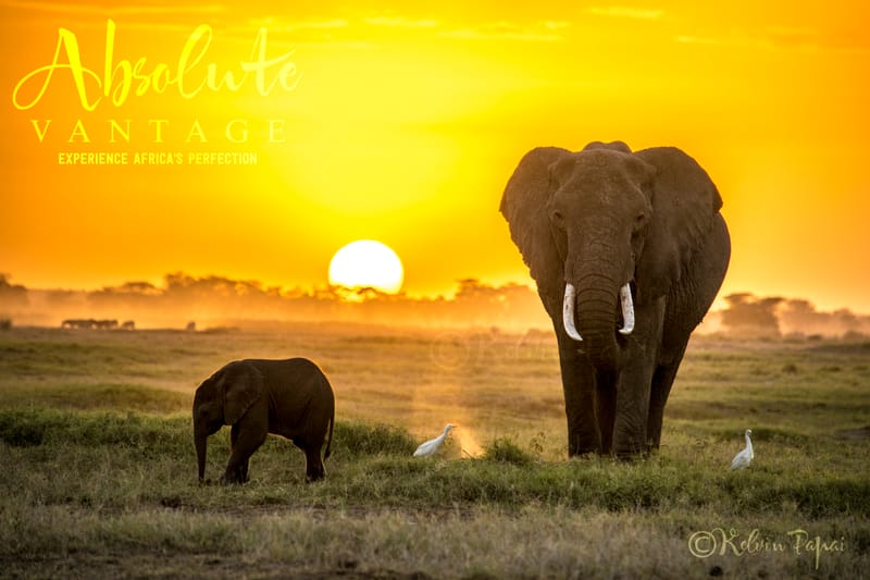 END OF YEAR 2022 KENYA SAFARI EXPERIENCE