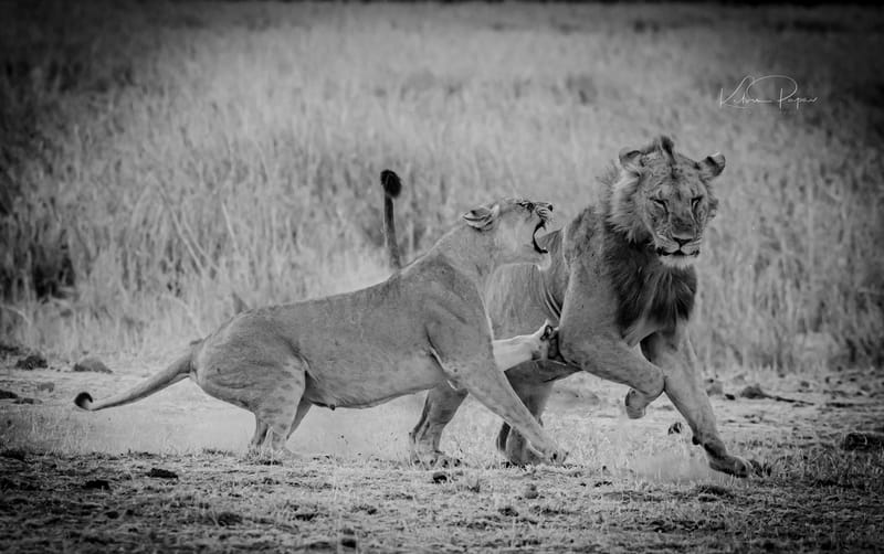 ABSOLUTE BOTSWANA EXPERIENCE JUNE 2024