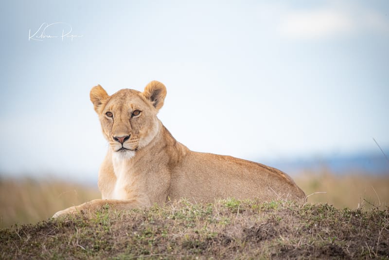 AUGUST 2023 POST EXTENSION SAFARI