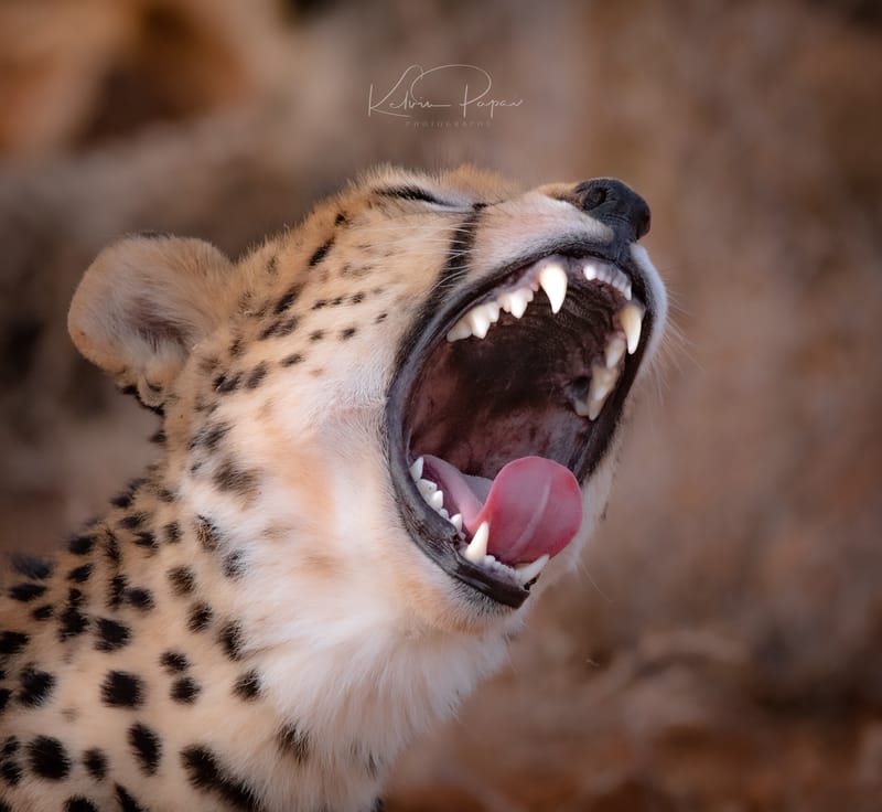 KENYA EXPERIENCE AUGUST 2025 SAFARI