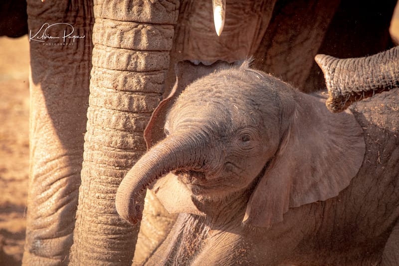 KENYA EXPERIENCE AUGUST 2024 SAFARI