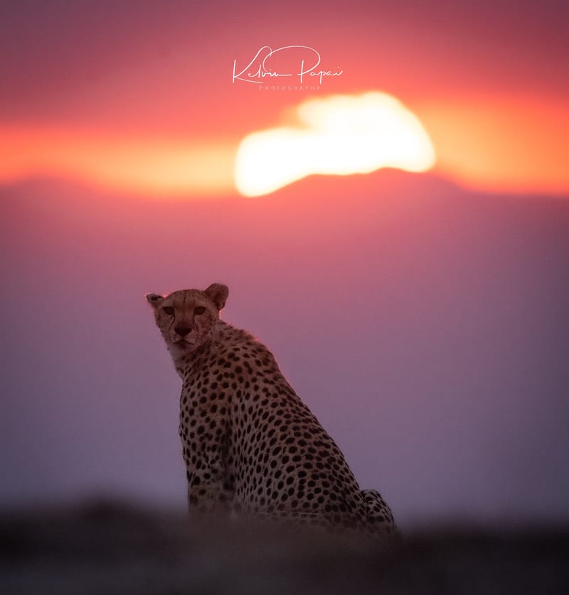 KENYA EXPERIENCE JUNE 2025 SAFARI