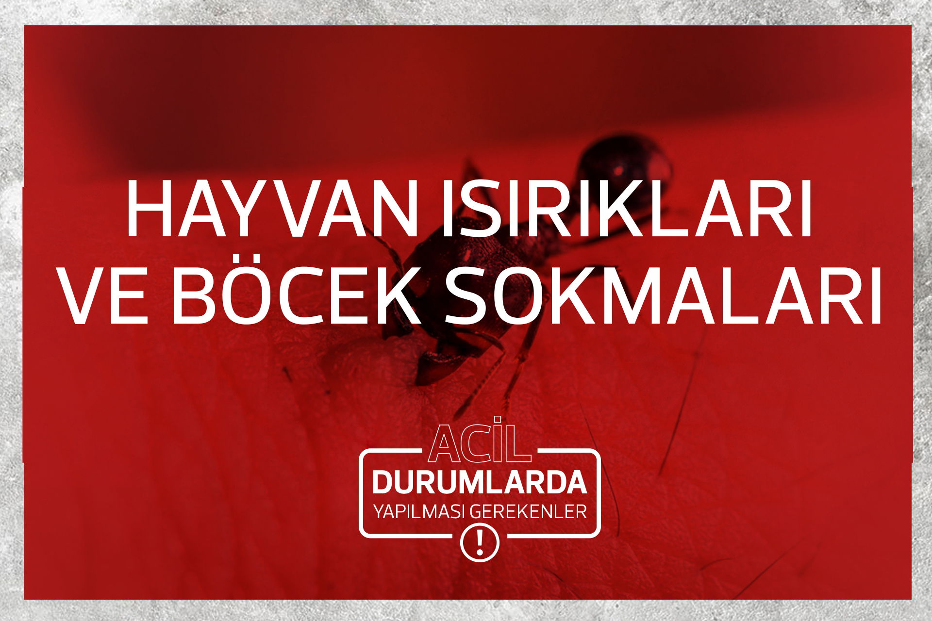 HAYVAN ISIRIKLARI VE BÖCEK SOKMALARI