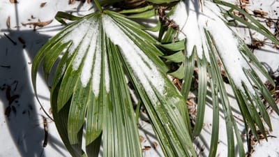 What in the world is Cimate whiplash and could political measures to curb the climate change myth be causing it???