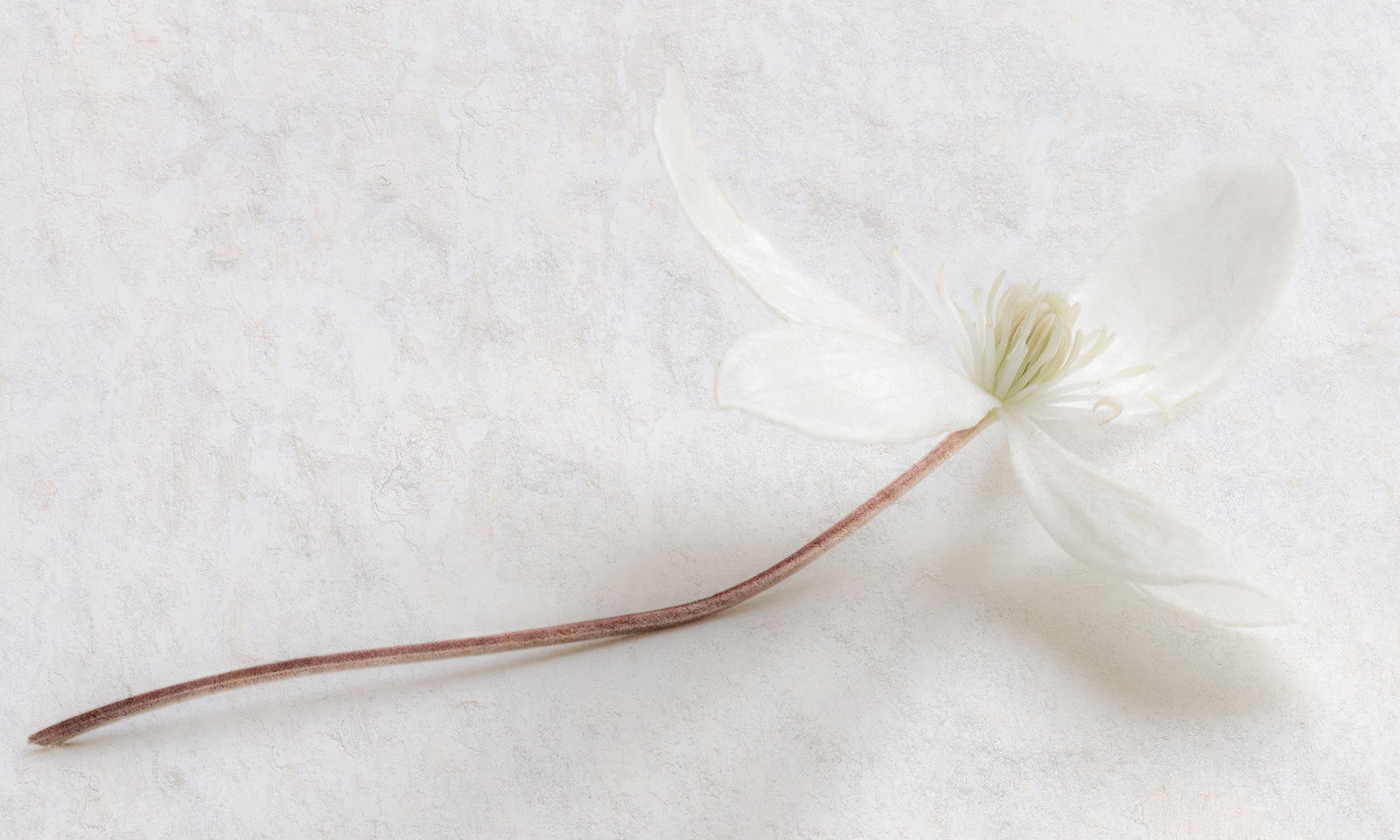 Clematis armandii