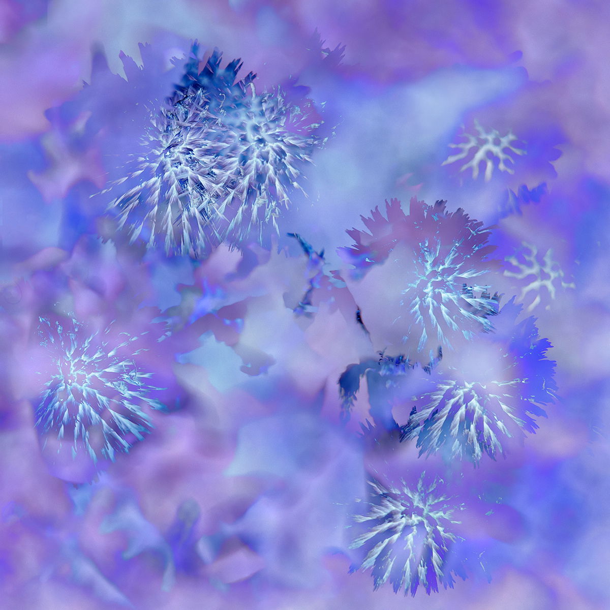 Purple Haze