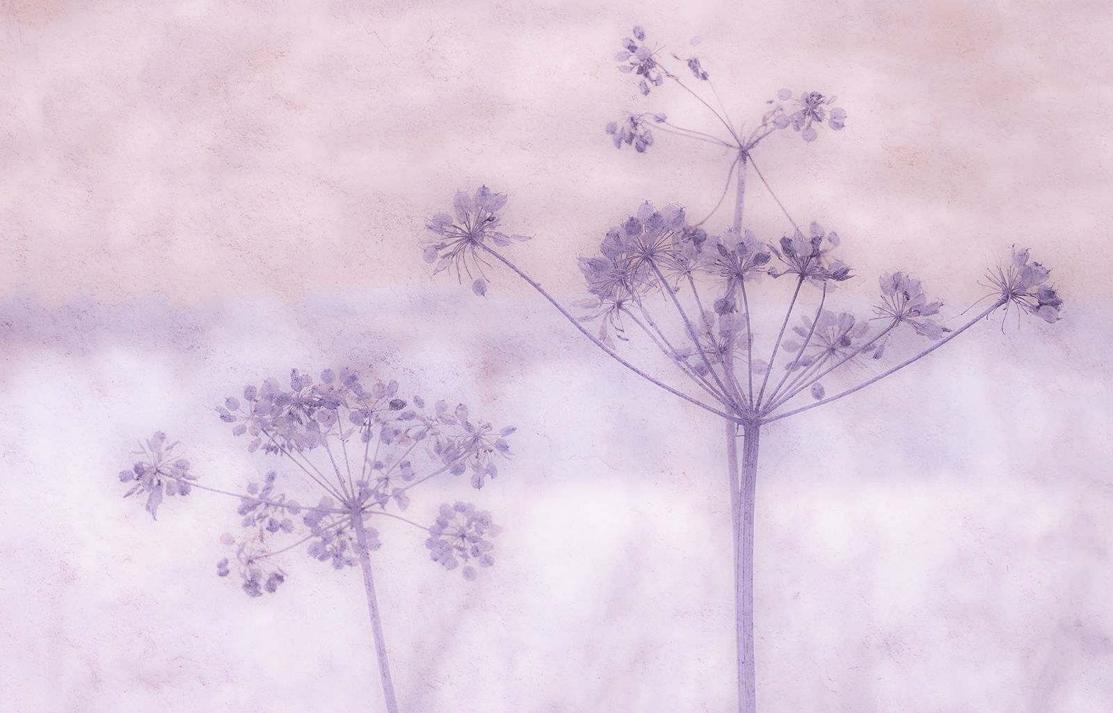 Cow Parsley