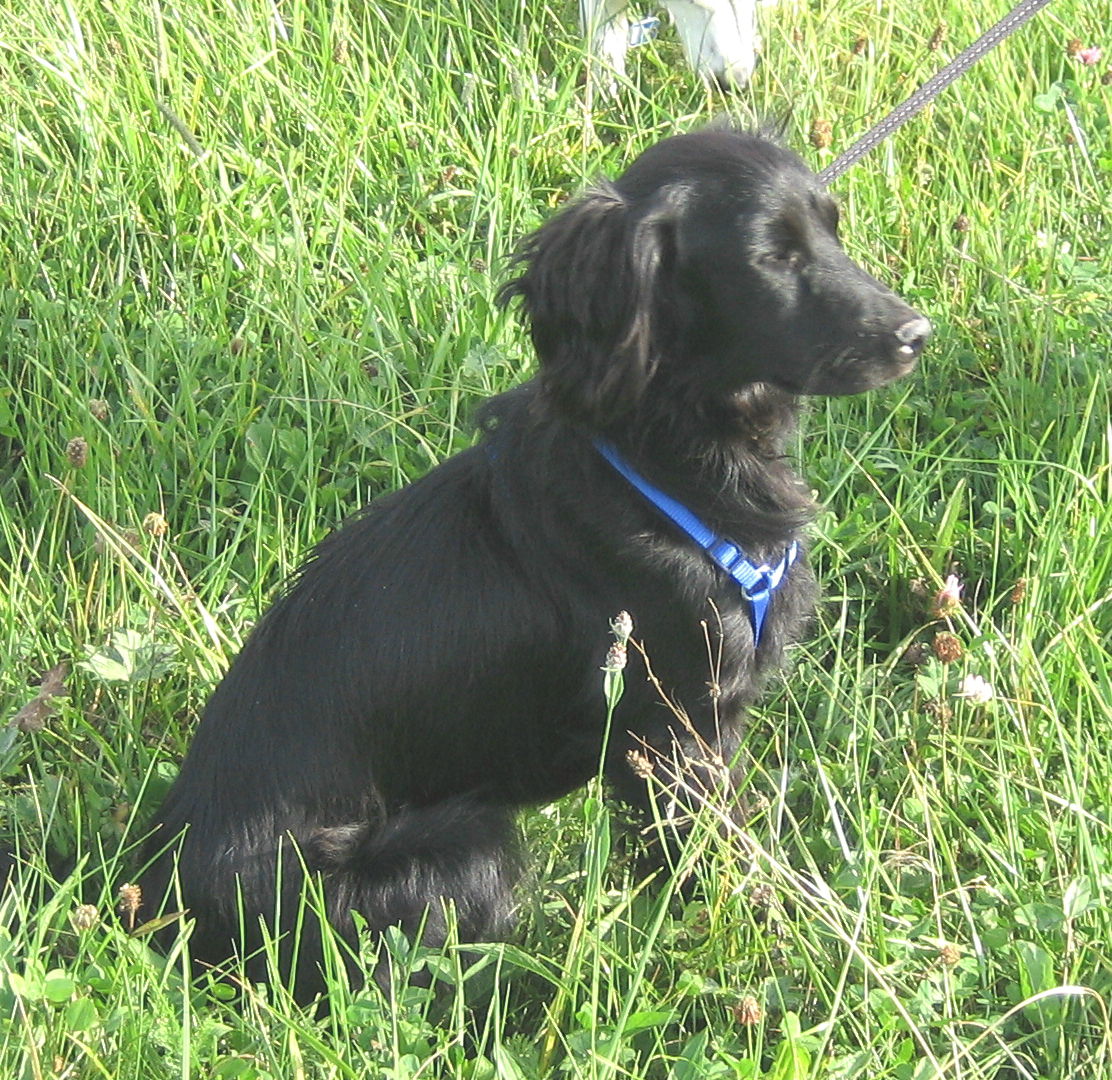 Sam (aus Palma)