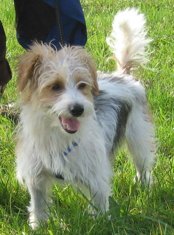 Cooper (aus Palma)