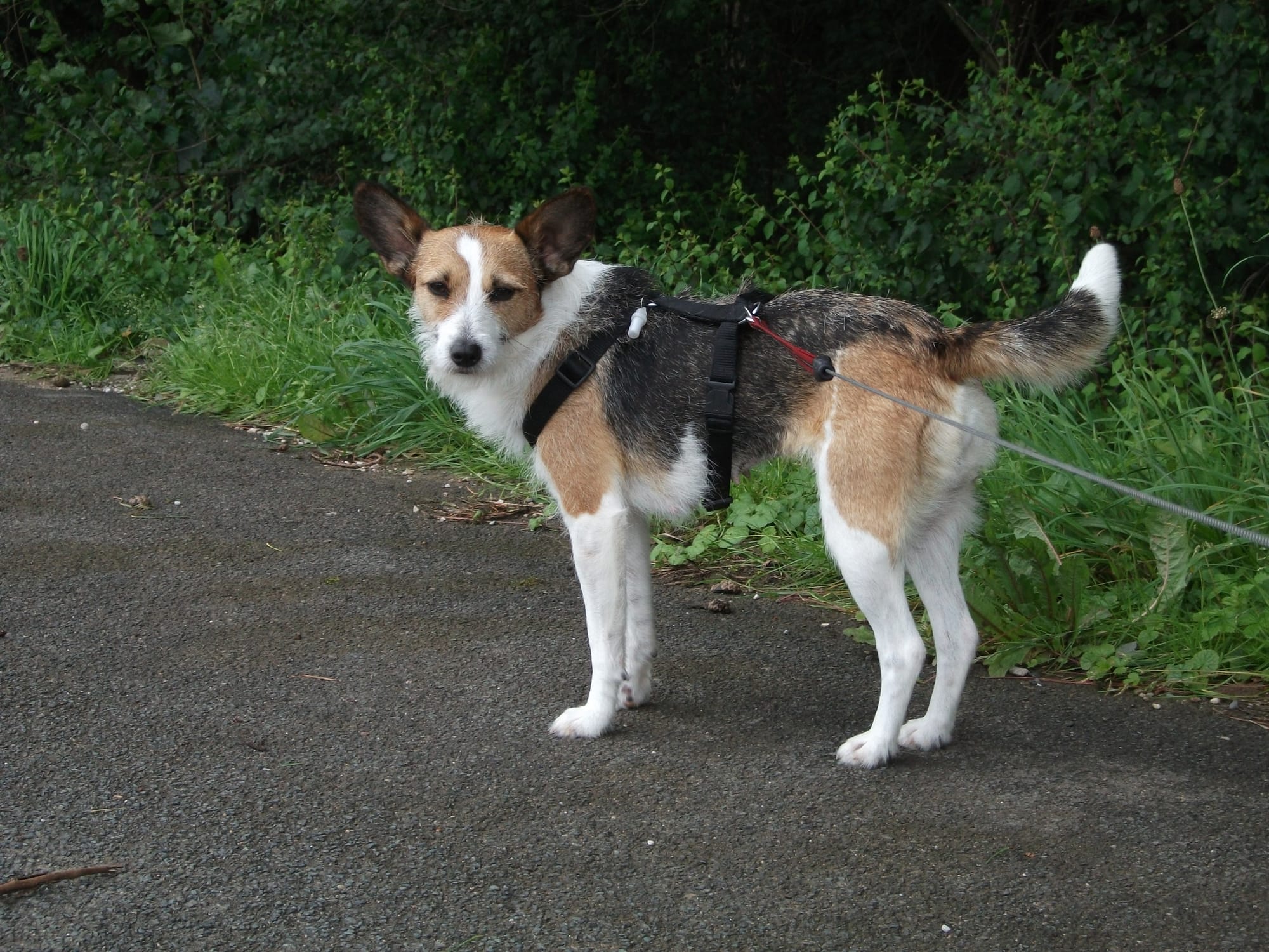 Lissy (aus Slowenien, Versuchslabor)